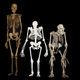 Image for article titled This ancient hominin could replace Lucy as humanity's closest evolutionary ancestor
